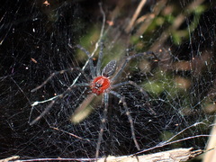 Aglaoctenus castaneus