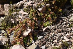 Saxifraga hypnoides