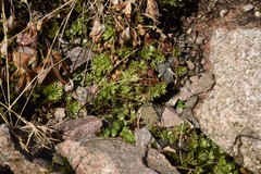 Saxifraga hypnoides