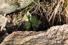 Micranthes stellaris