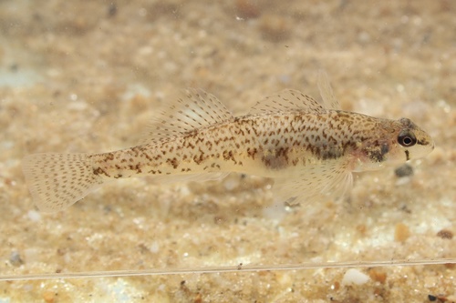 Northern Tessellated Darter