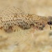 Tessellated Darter - Photo (c) Ty Smith, some rights reserved (CC BY-NC), uploaded by Ty Smith