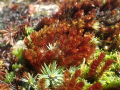 Imbribryum alpinum