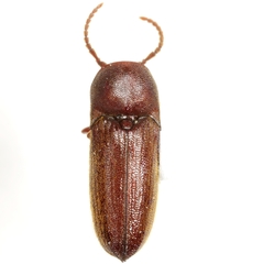 Protofarsus caribicus