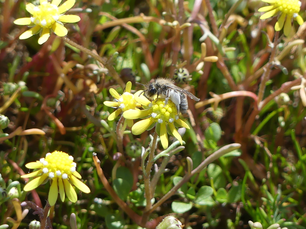 Andrena blennospermatis