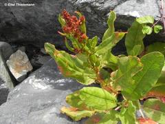 Rumex maricola