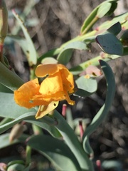 Eulobus crassifolius