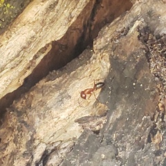 Camponotus floridanus