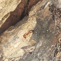 Camponotus floridanus