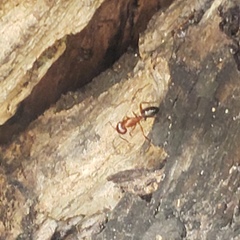 Camponotus floridanus