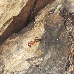 Camponotus floridanus