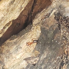 Camponotus floridanus