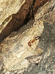 Camponotus floridanus