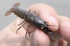 Cambarus acuminatus