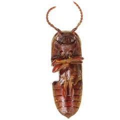 Protofarsus caribicus