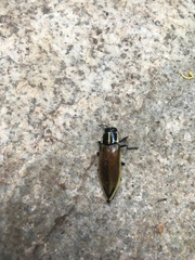 Epistomentis pictus