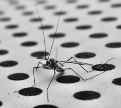 Leptotarsus vulpinus