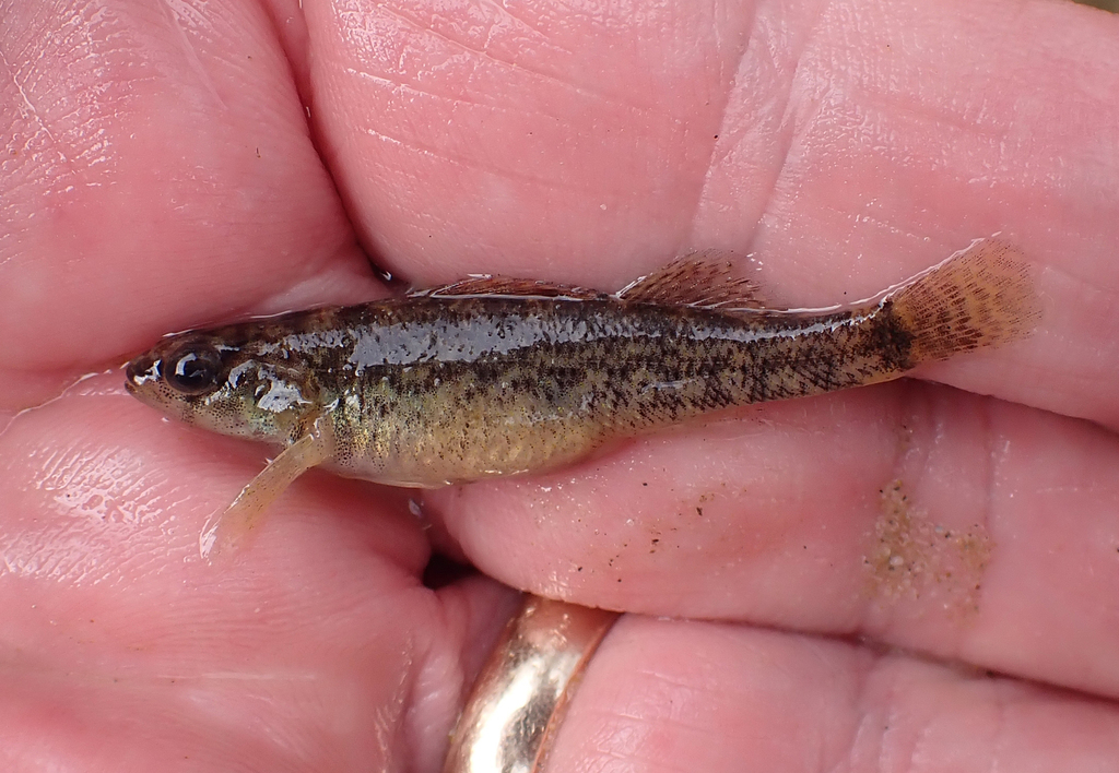 Gumbo Darter