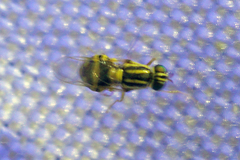 Oxycera variegata