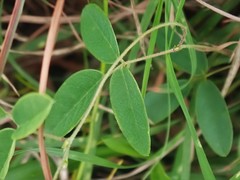 Galactia tenuiflora