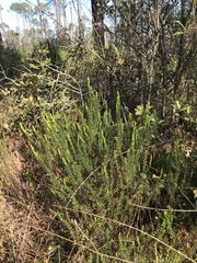 Hypericum tenuifolium