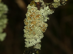 Imshaugia placorodia
