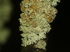 Imshaugia placorodia