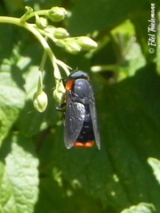 Osca lata