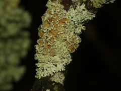 Imshaugia placorodia