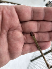 Acer platanoides