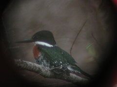 Chloroceryle americana
