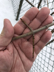 Acer platanoides