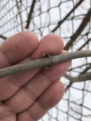 Acer platanoides