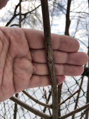 Acer platanoides