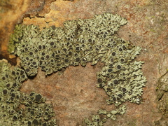 Phaeophyscia ciliata