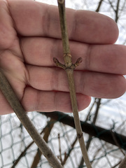 Acer platanoides
