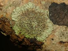 Phaeophyscia ciliata
