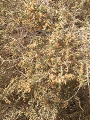 Caroxylon imbricatum