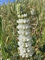 Lupinus densiflorus