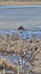 Ondatra zibethicus zibethicus