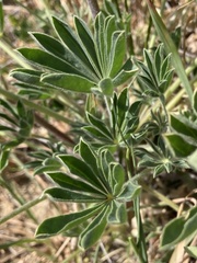 Lupinus densiflorus