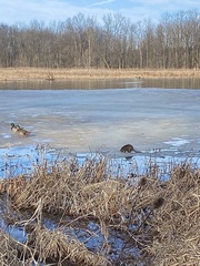 Ondatra zibethicus zibethicus