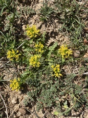 Lepidium flavum felipense