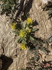 Lepidium flavum felipense