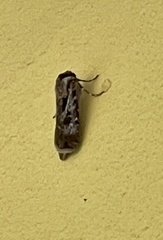 Agrotis munda