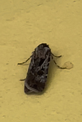 Agrotis munda