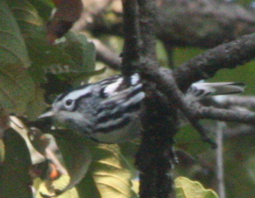 Mniotilta varia