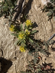 Lepidium flavum felipense