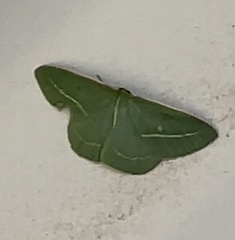 Chlorocoma stereota