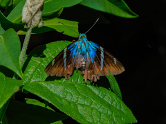 Telegonus